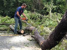 Best Utility Line Clearance  in Enon, VA