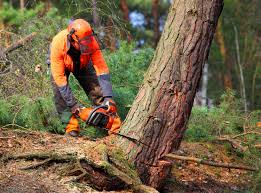 Best Lawn Watering Services  in Enon, VA