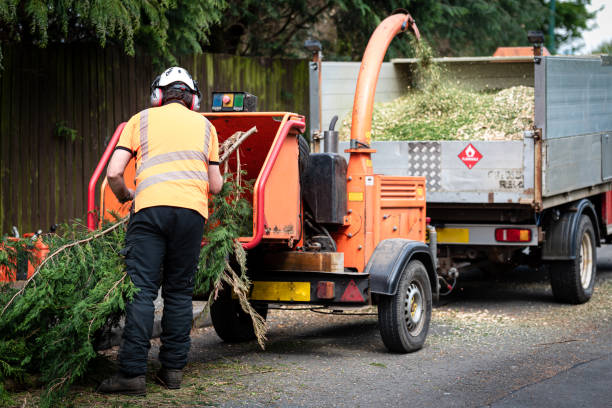 Best Tree Mulching  in Enon, VA