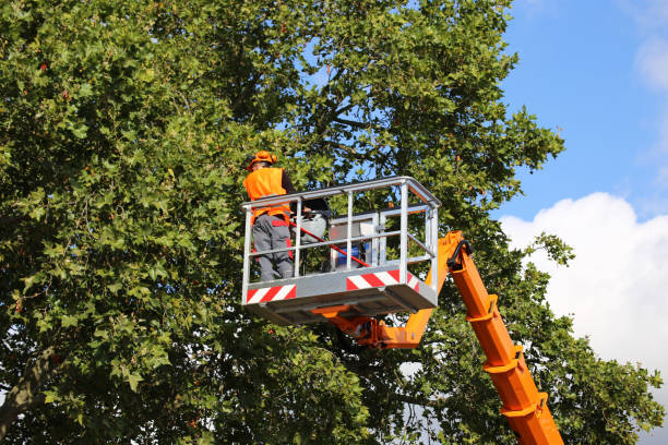 Best Seasonal Cleanup (Spring/Fall)  in Enon, VA