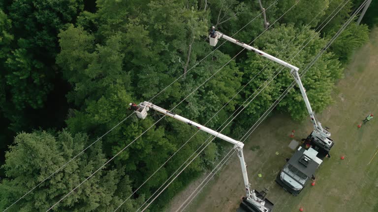 How Our Tree Care Process Works  in  Enon, VA