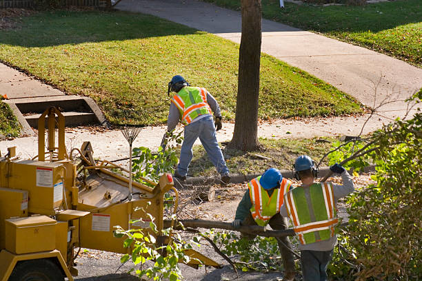 Trusted Enon, VA Tree Services Experts