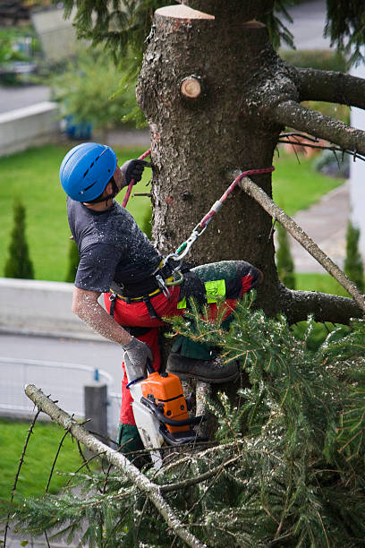 Best Fruit Tree Pruning  in Enon, VA