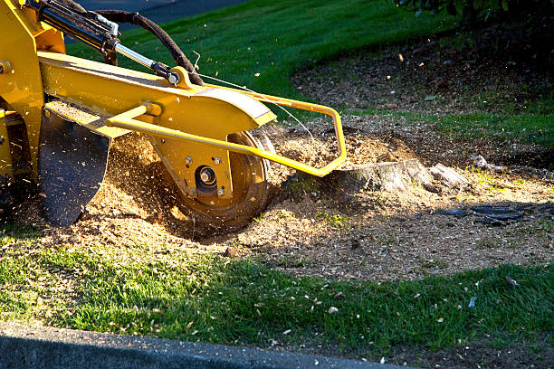 Best Lawn Drainage Solutions  in Enon, VA