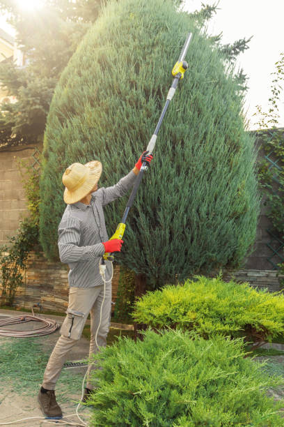 Best Sod Installation  in Enon, VA